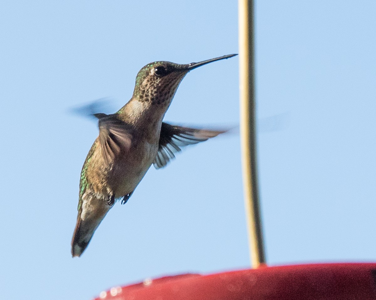 Scintillant Hummingbird - ML620260576