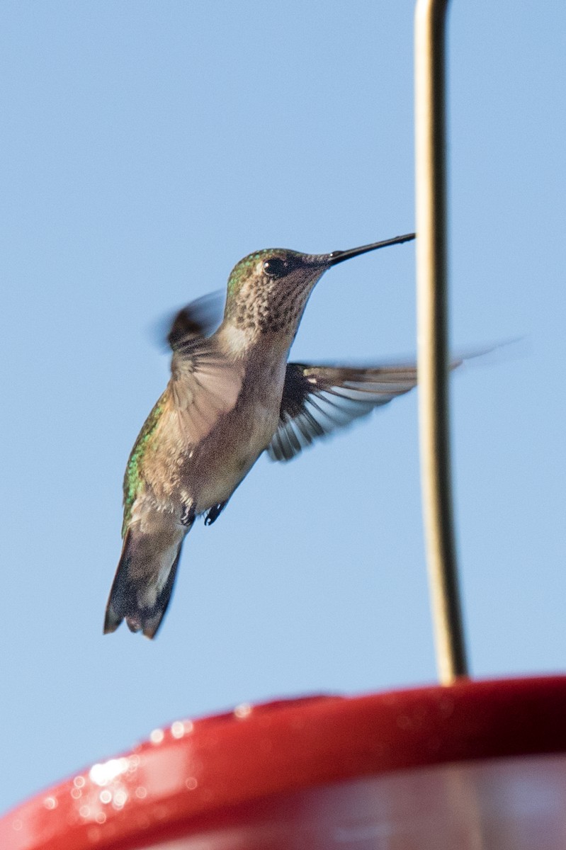 Scintillant Hummingbird - ML620260577
