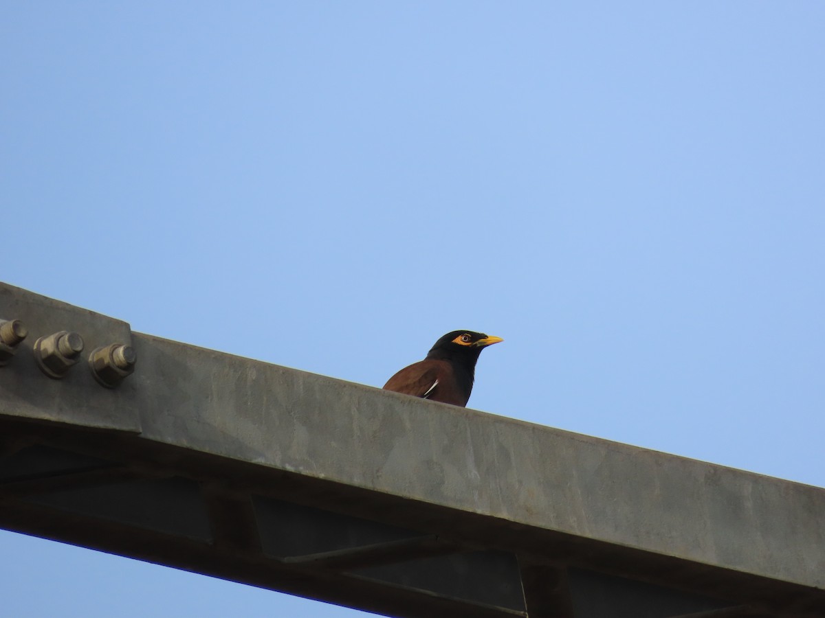 Common Myna - ML620260580