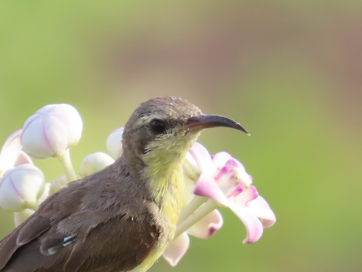 Purple Sunbird - ML620260584