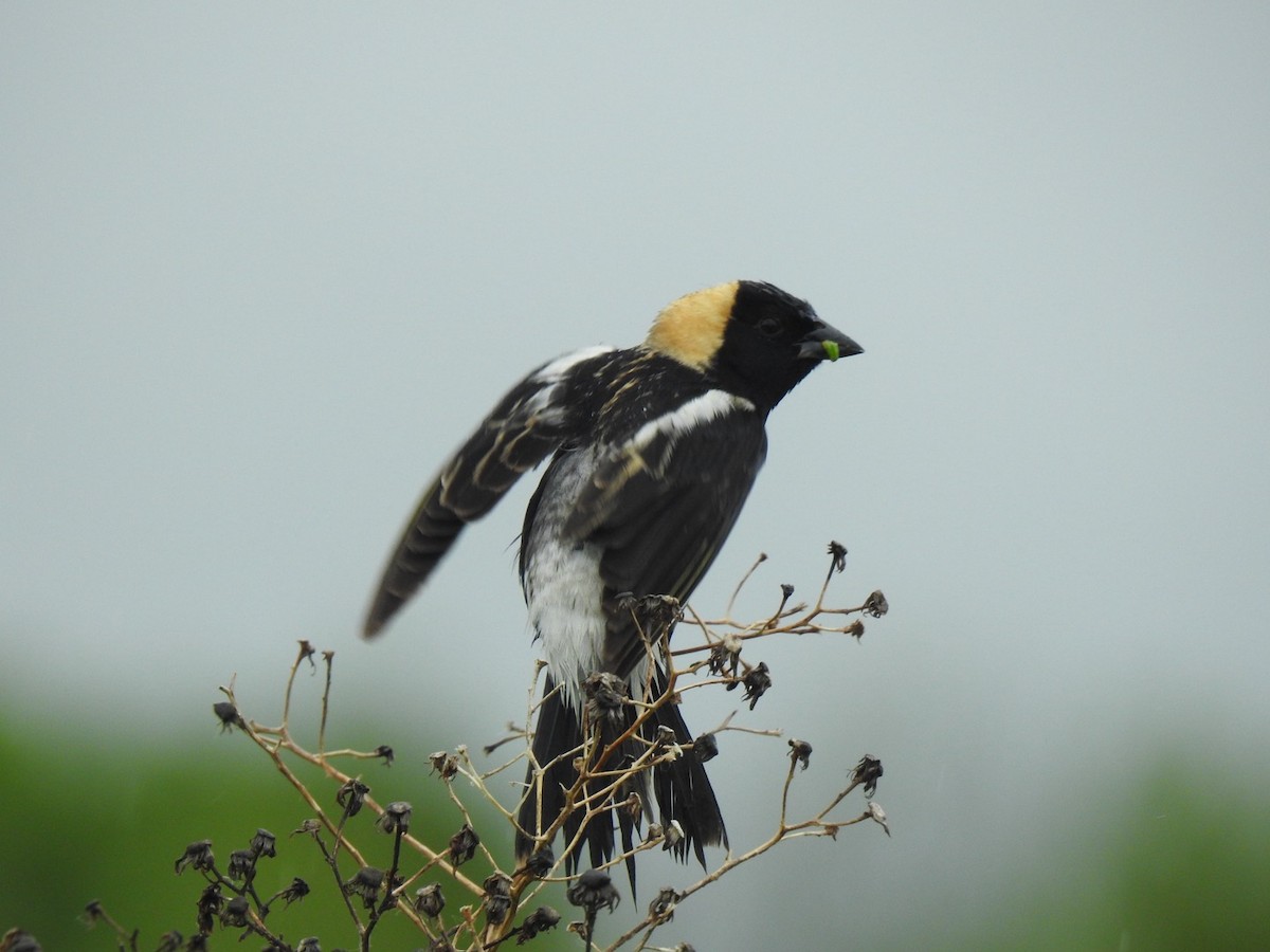 Bobolink - ML620260587