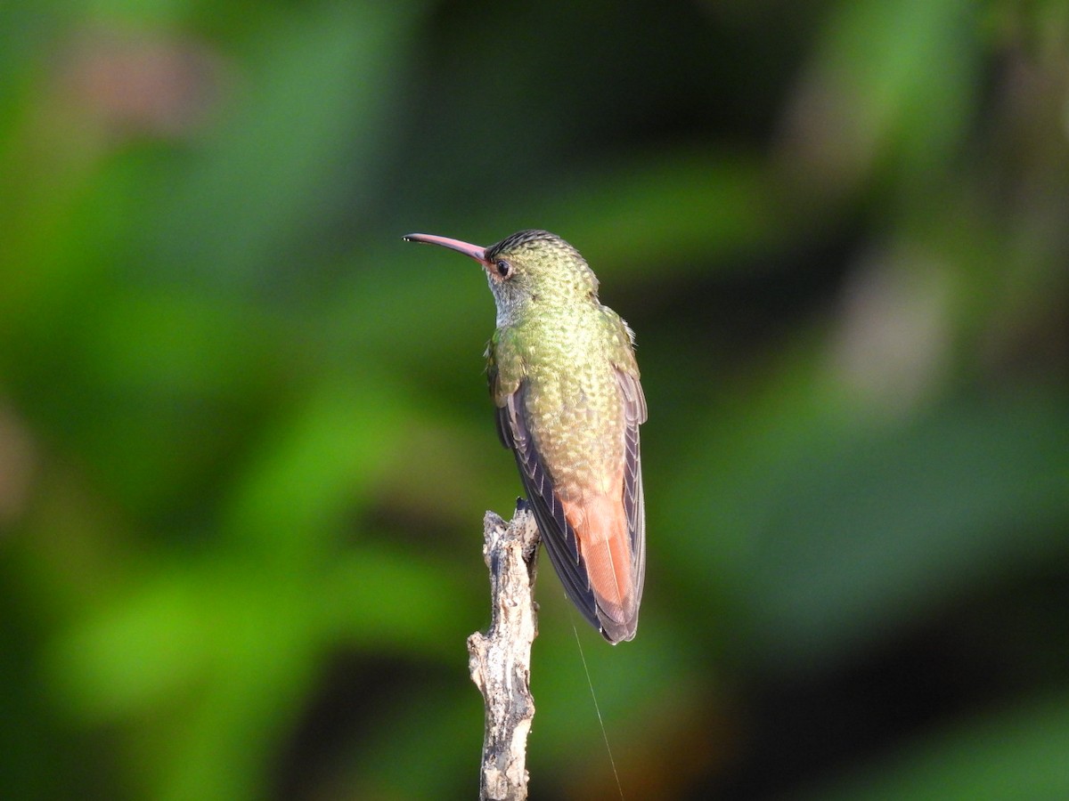 Rufous-tailed Hummingbird - ML620260600