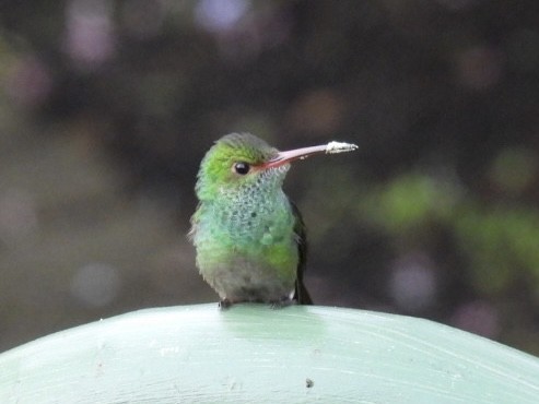Rufous-tailed Hummingbird - ML620260601