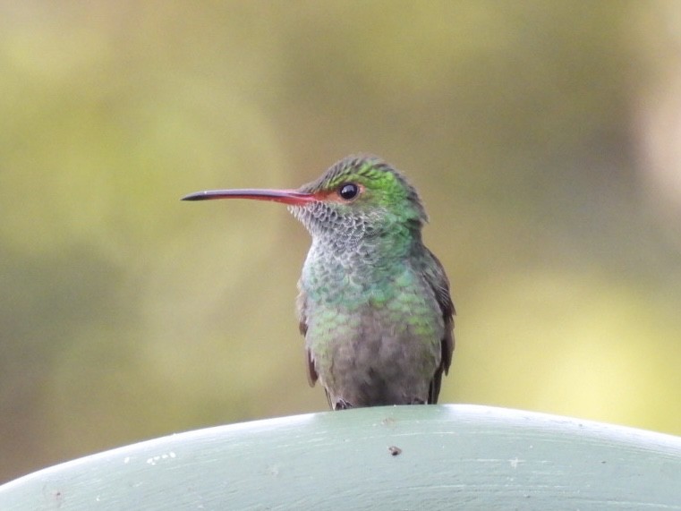 Rufous-tailed Hummingbird - ML620260602