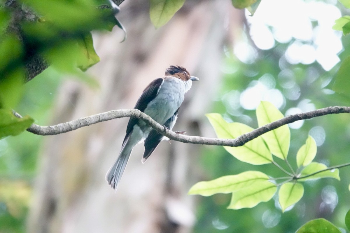 Chestnut Bulbul - ML620260607