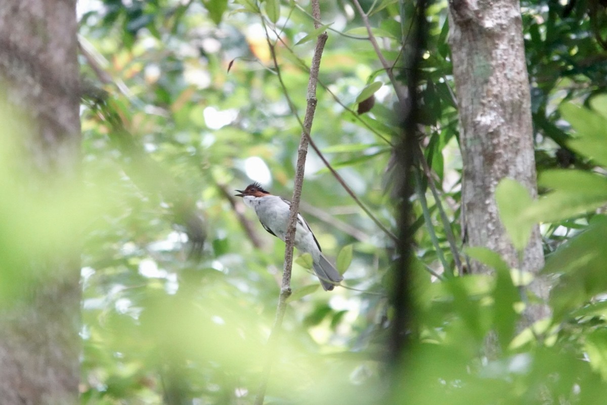 Chestnut Bulbul - ML620260608