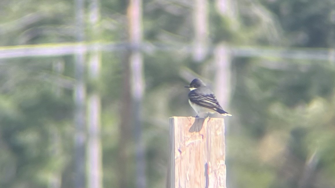 Eastern Kingbird - ML620260612