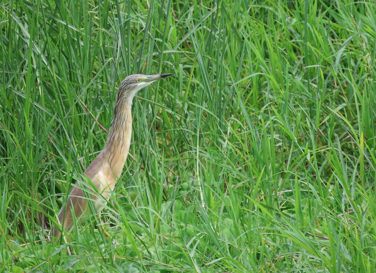 Squacco Heron - ML620260618