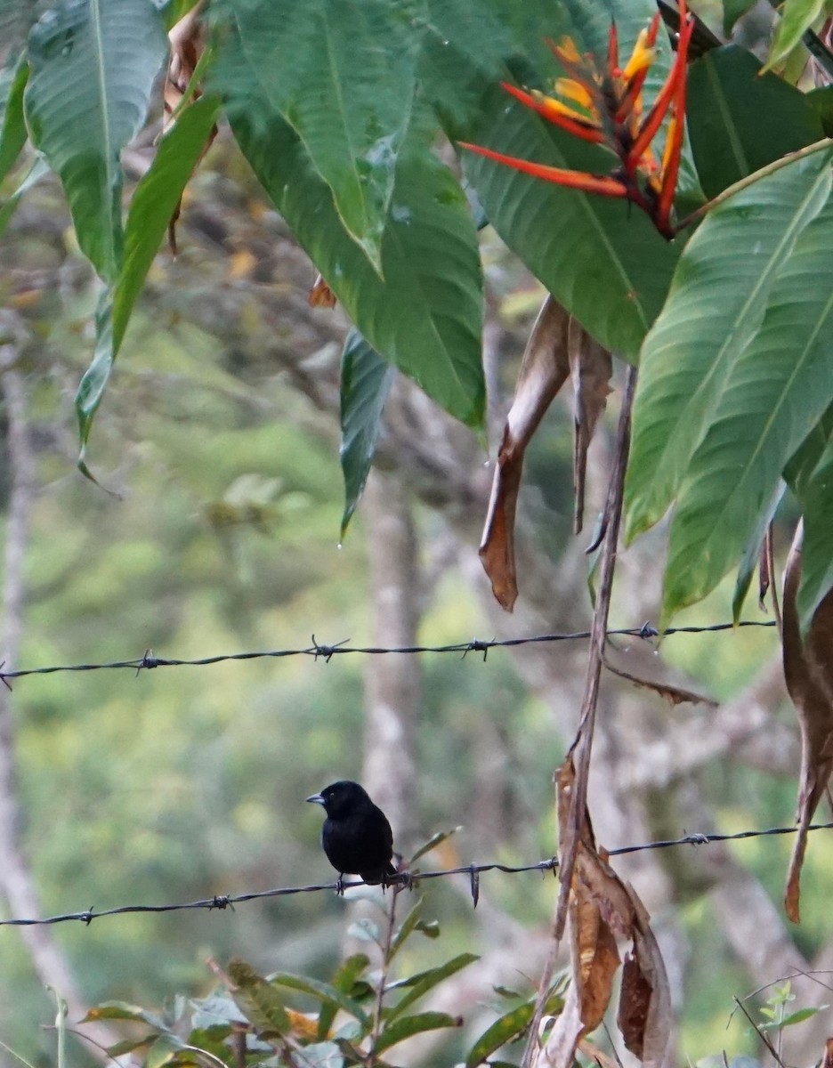 White-lined Tanager - ML620260625