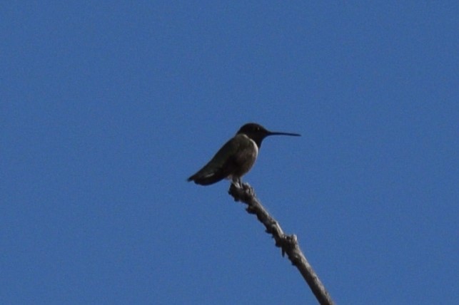 Black-chinned Hummingbird - ML620260627