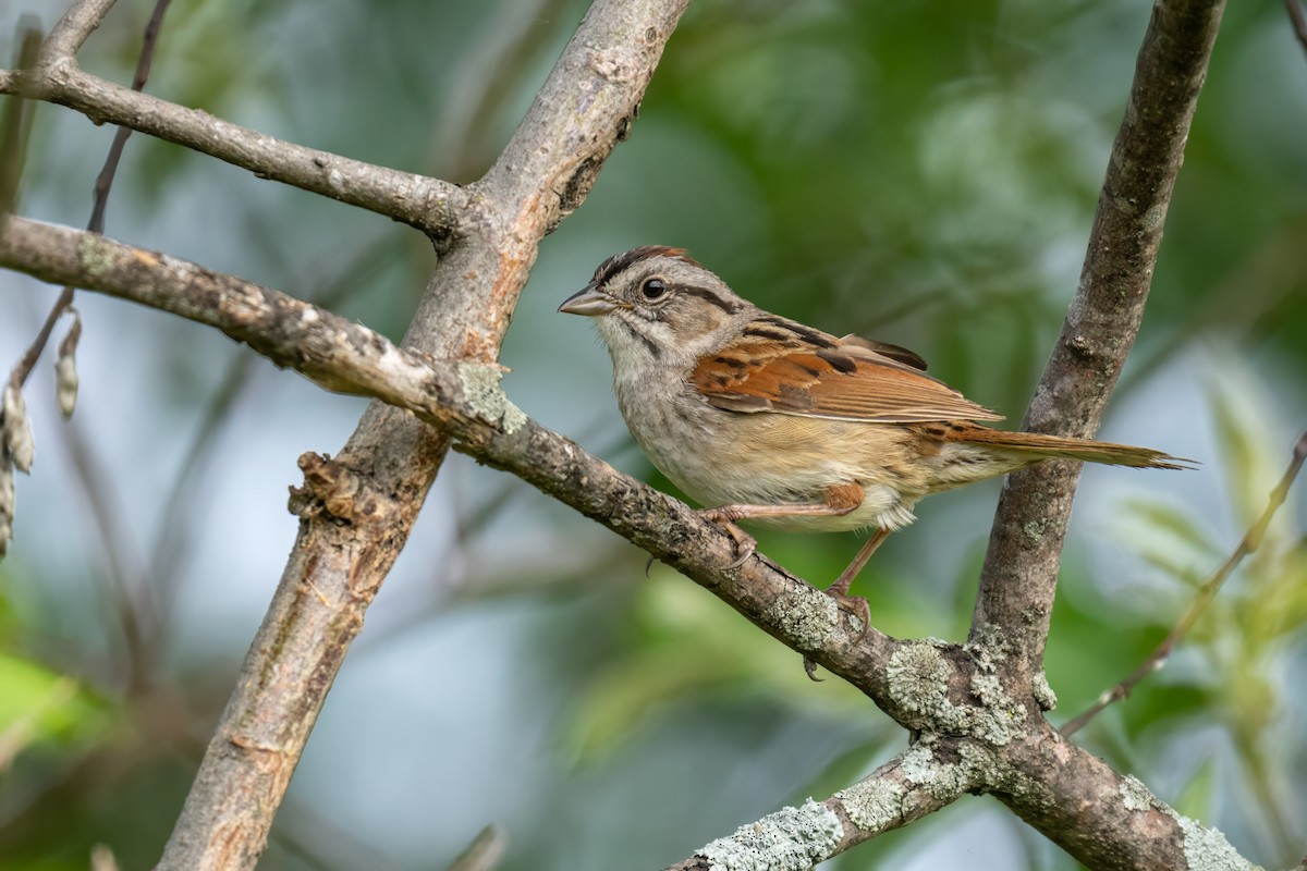 Swamp Sparrow - ML620260630