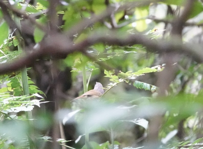 Huet's Fulvetta - Lam Chan