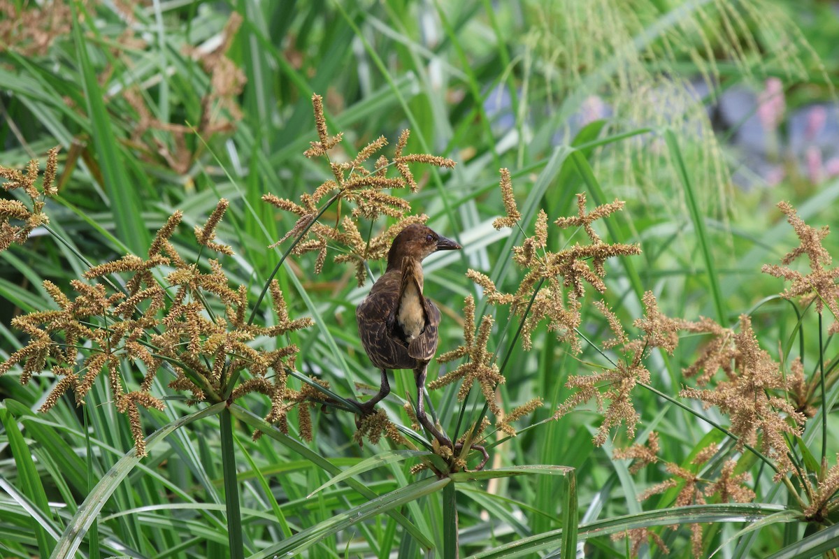 Allen's Gallinule - ML620260634