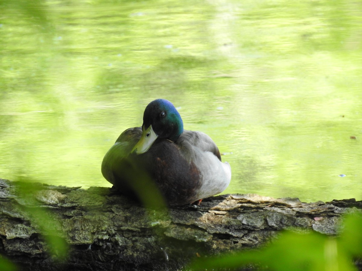 Canard colvert - ML620260638