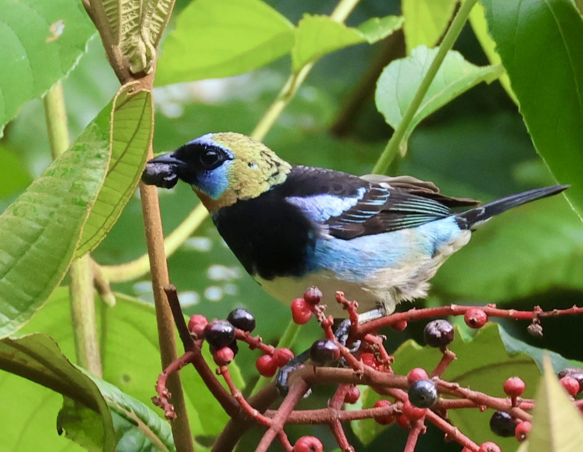 Golden-hooded Tanager - ML620260658