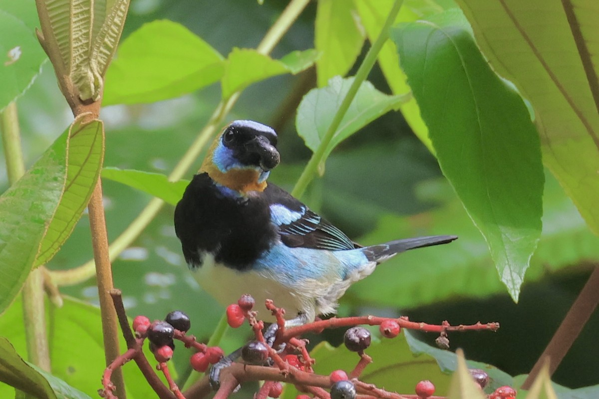 Golden-hooded Tanager - ML620260659