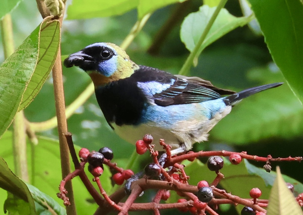 Golden-hooded Tanager - ML620260661