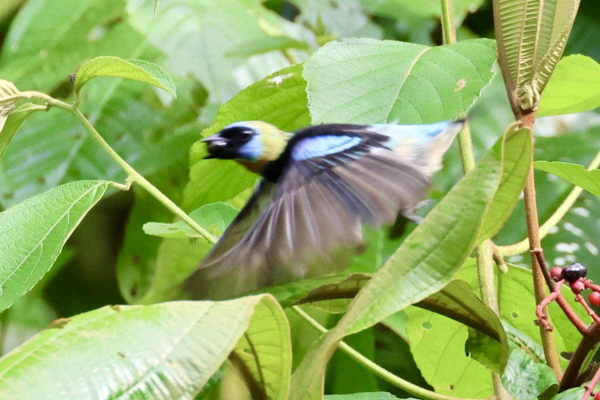 Golden-hooded Tanager - ML620260662