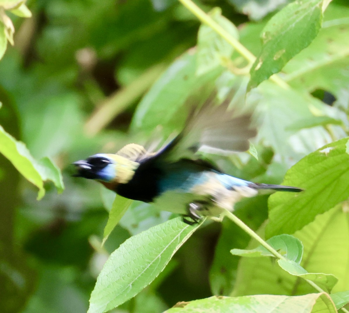 Golden-hooded Tanager - ML620260663