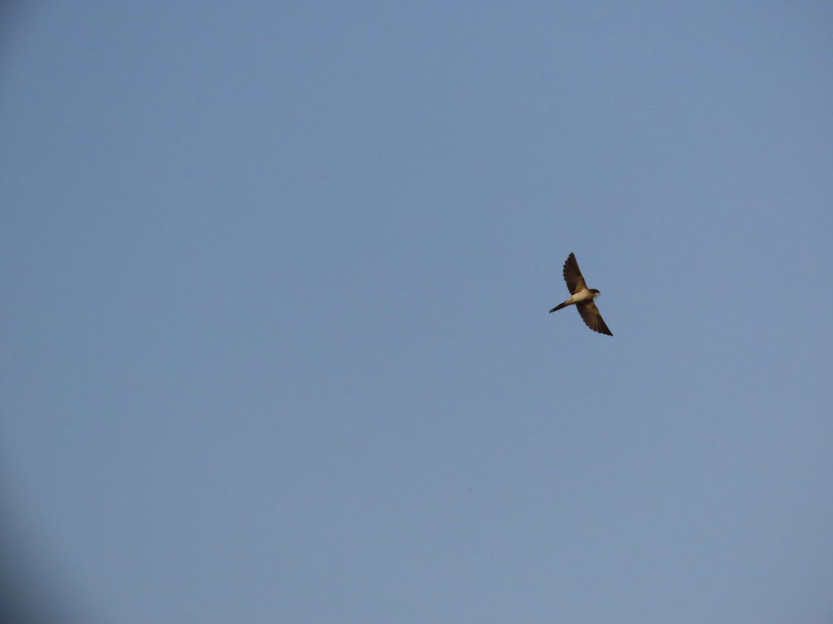 Eastern Cattle Egret - ML620260668