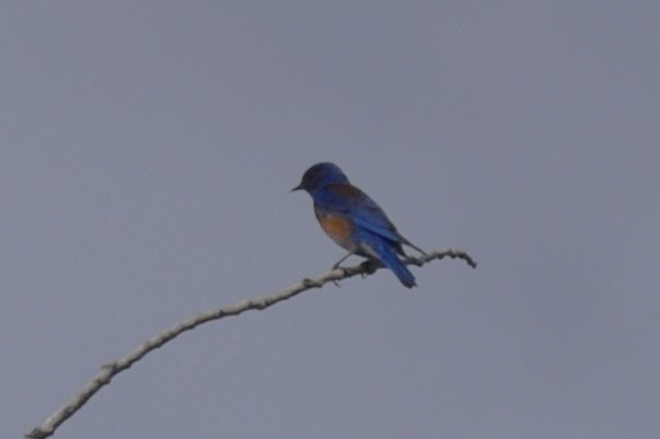 Western Bluebird - ML620260674