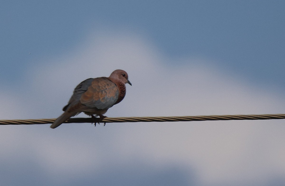 Laughing Dove - ML620260675