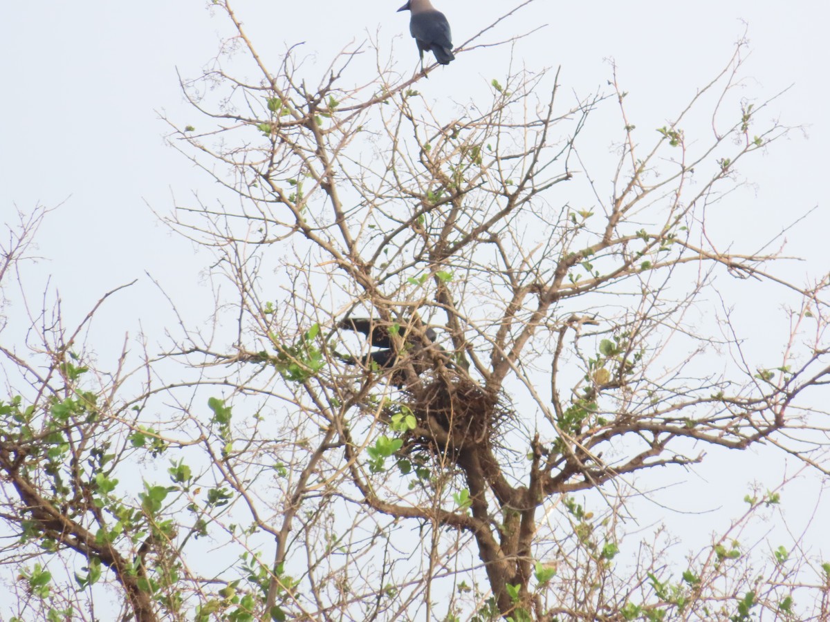 House Crow - ML620260678