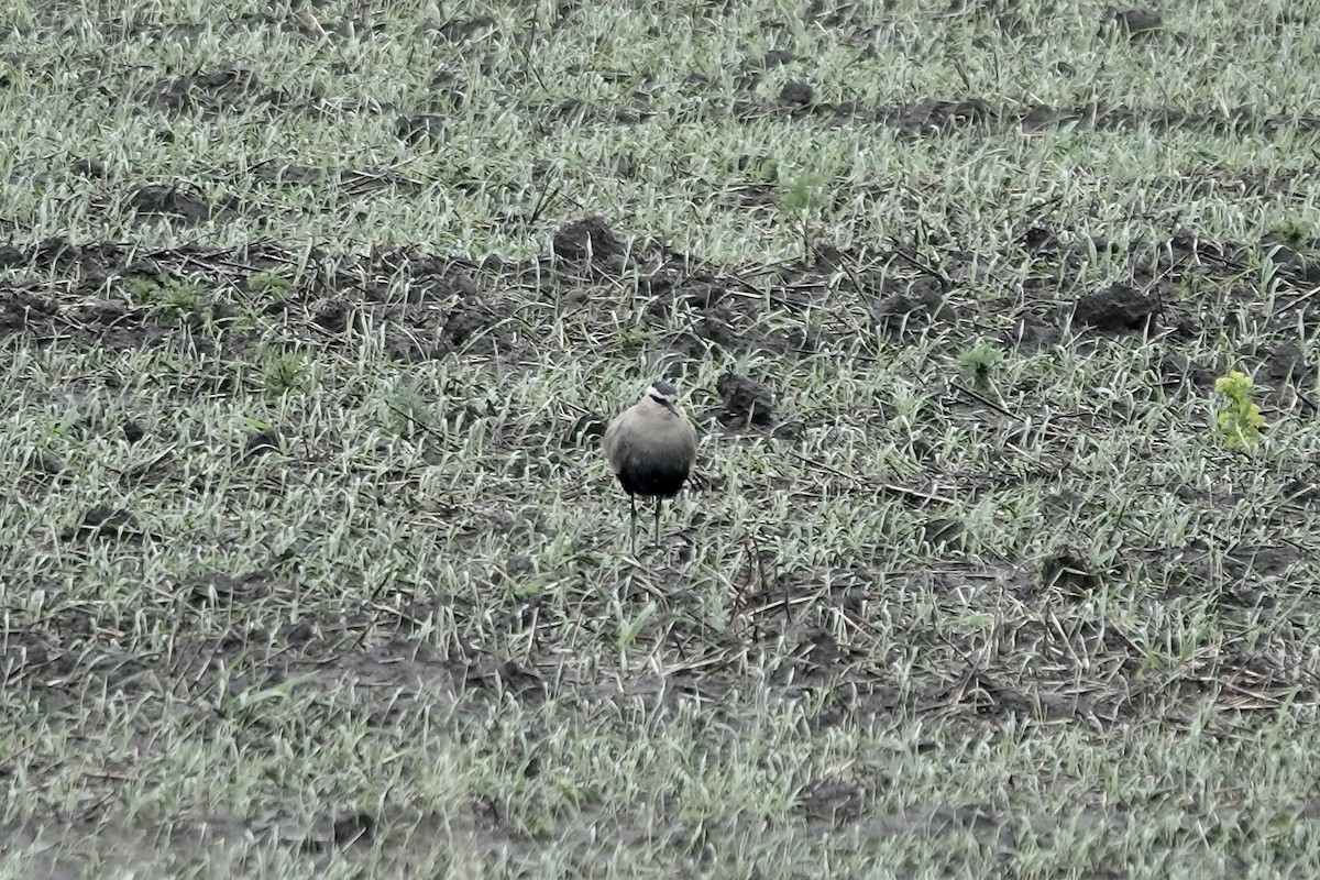 Sociable Lapwing - Simon Pearce