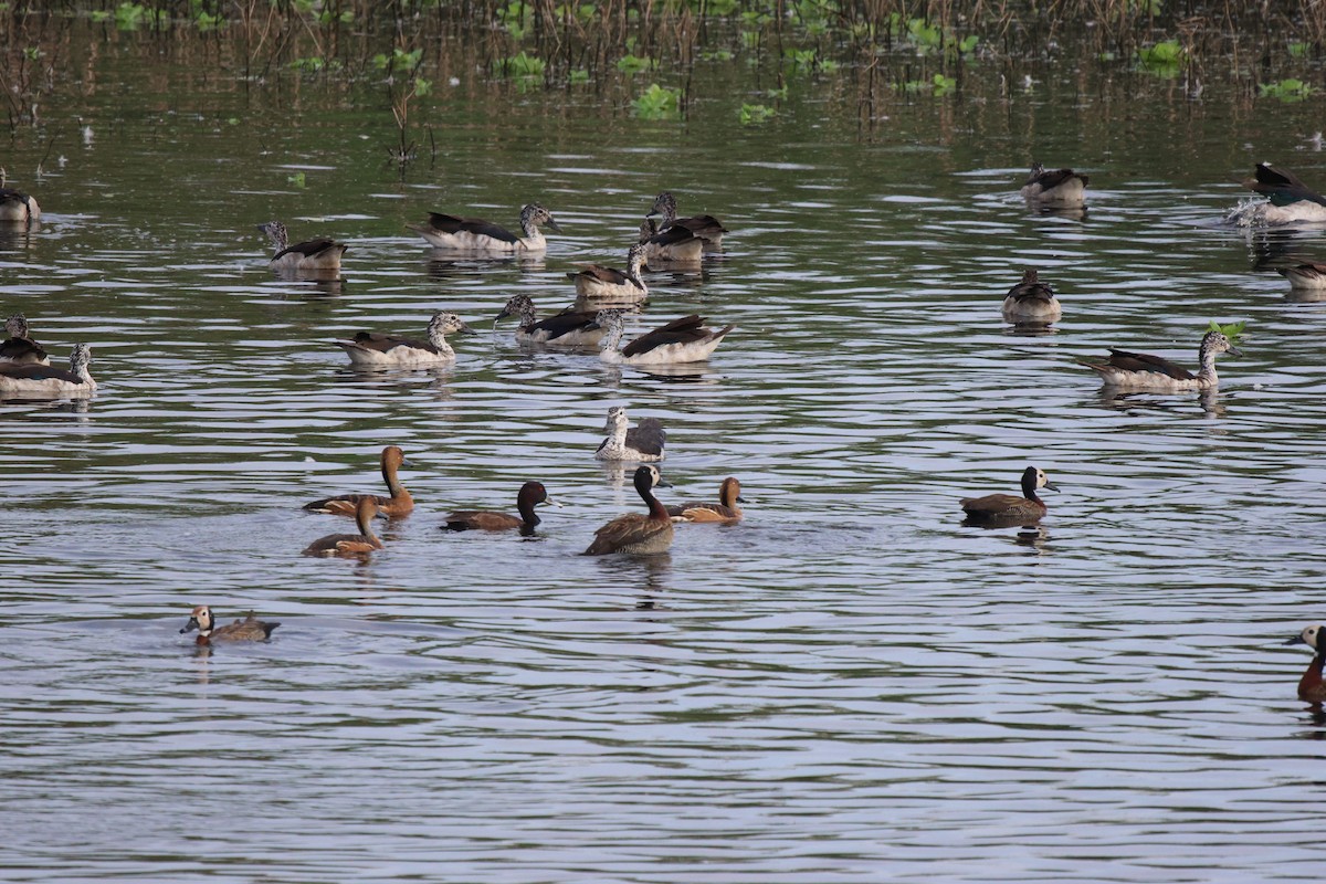 Fulvous Whistling-Duck - ML620260684