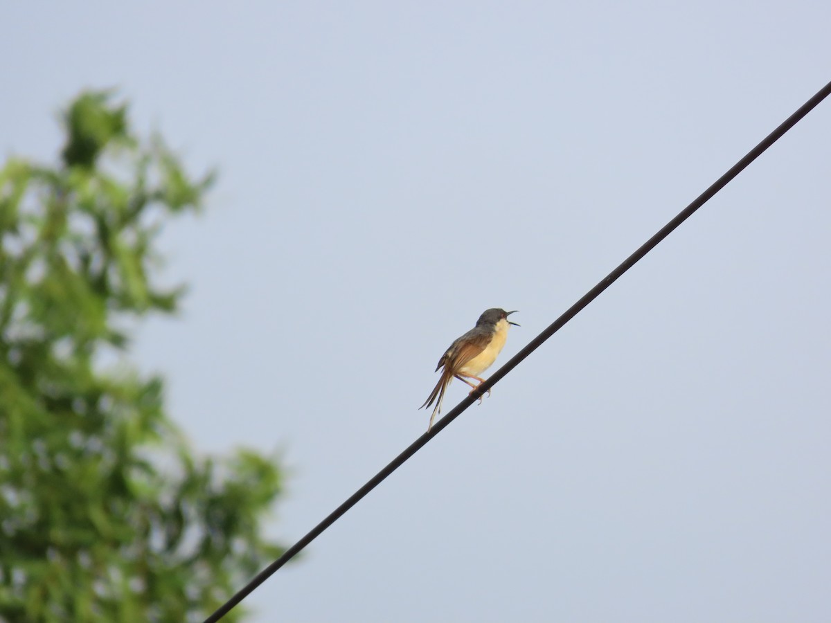 Prinia Cenicienta - ML620260688