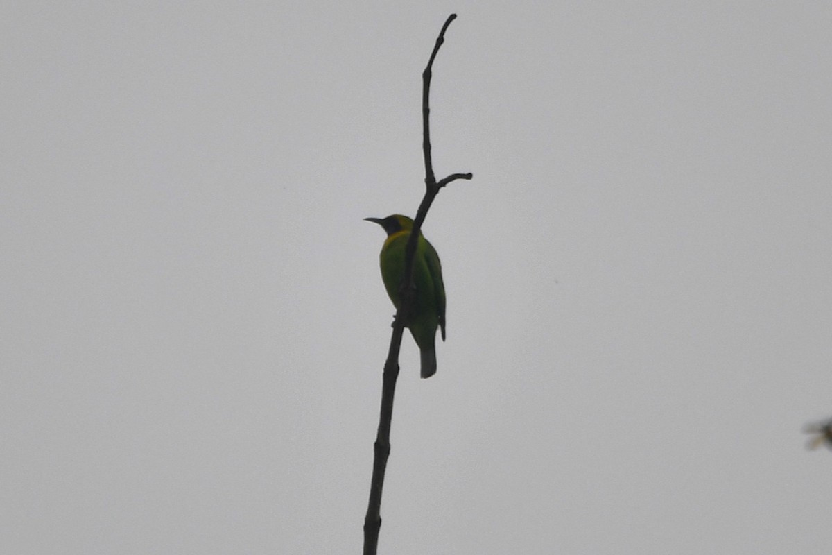 Golden-fronted Leafbird - ML620260690