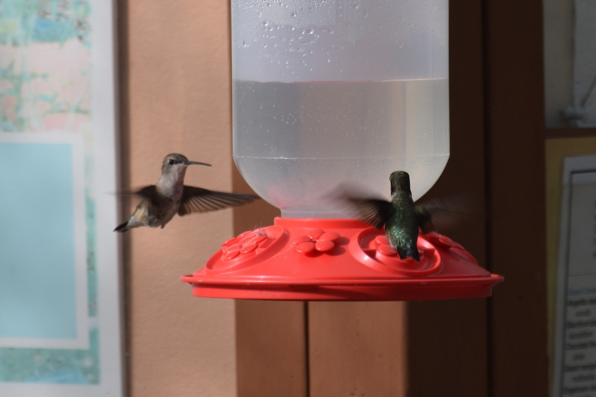 Black-chinned Hummingbird - ML620260692