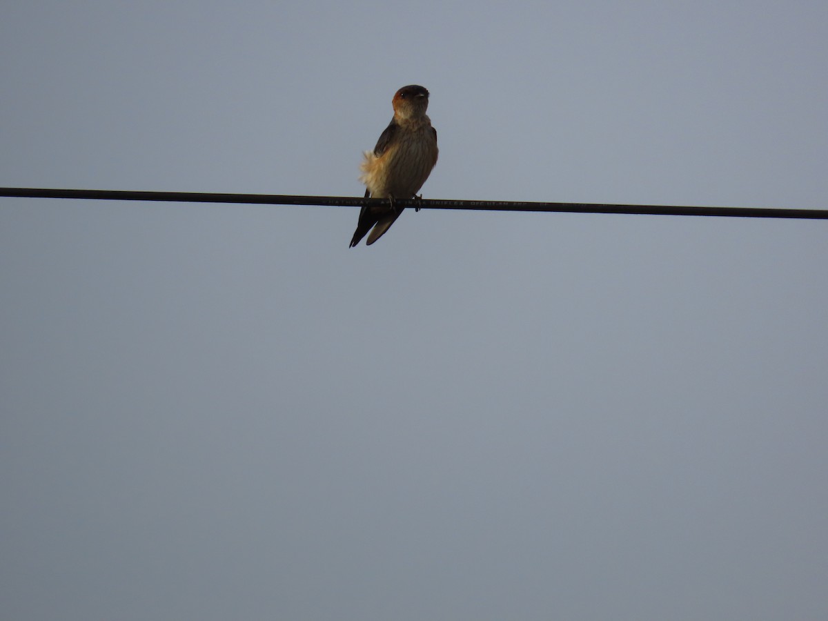Red-rumped Swallow - ML620260700