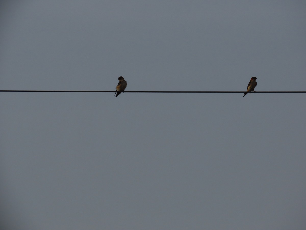 Red-rumped Swallow - ML620260701