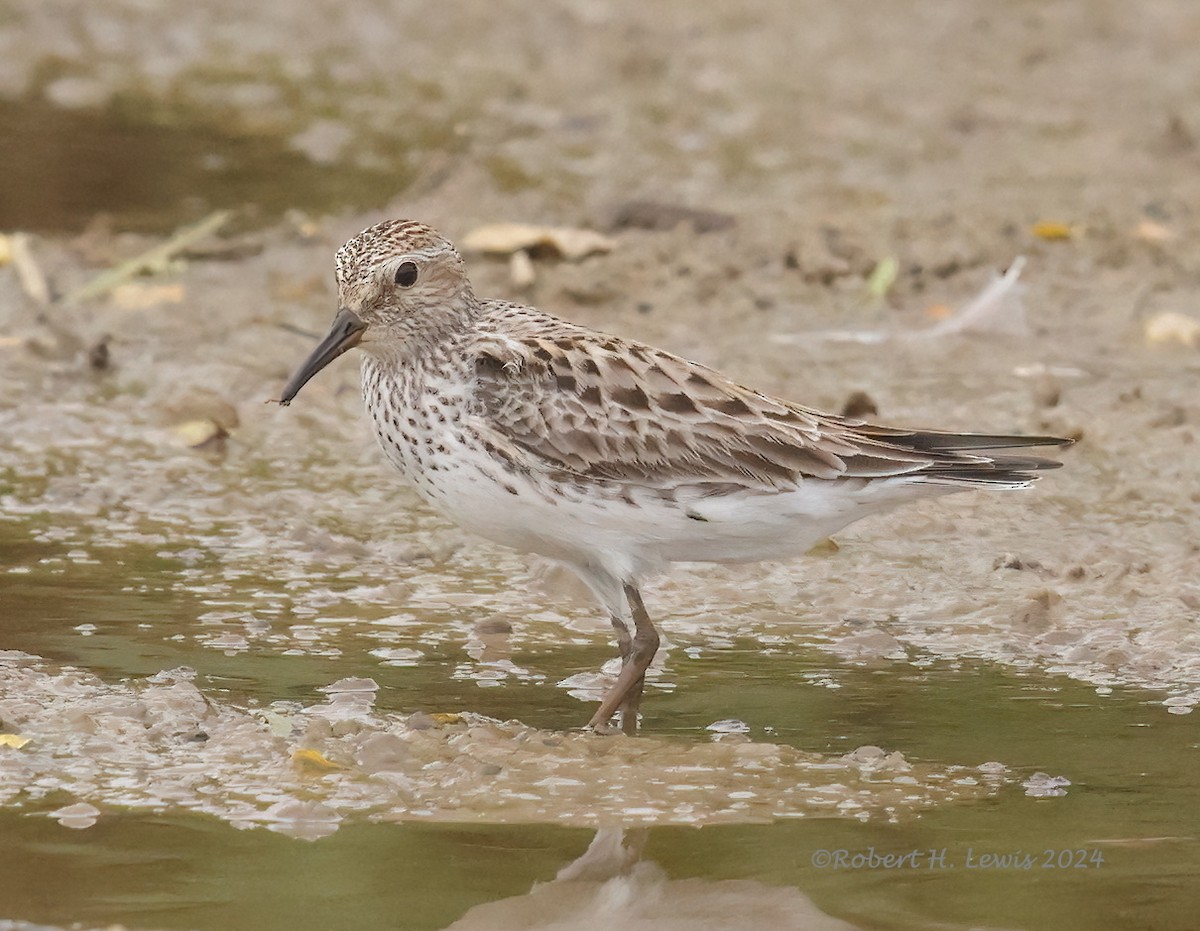 White-rumped Sandpiper - ML620260707