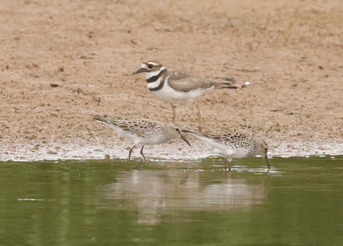 White-rumped Sandpiper - ML620260708