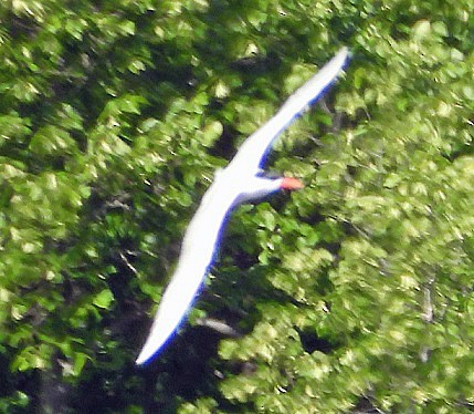 Caspian Tern - ML620260712