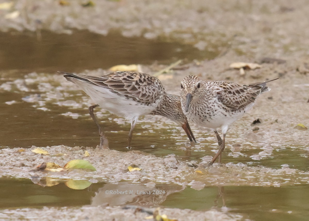 White-rumped Sandpiper - ML620260714