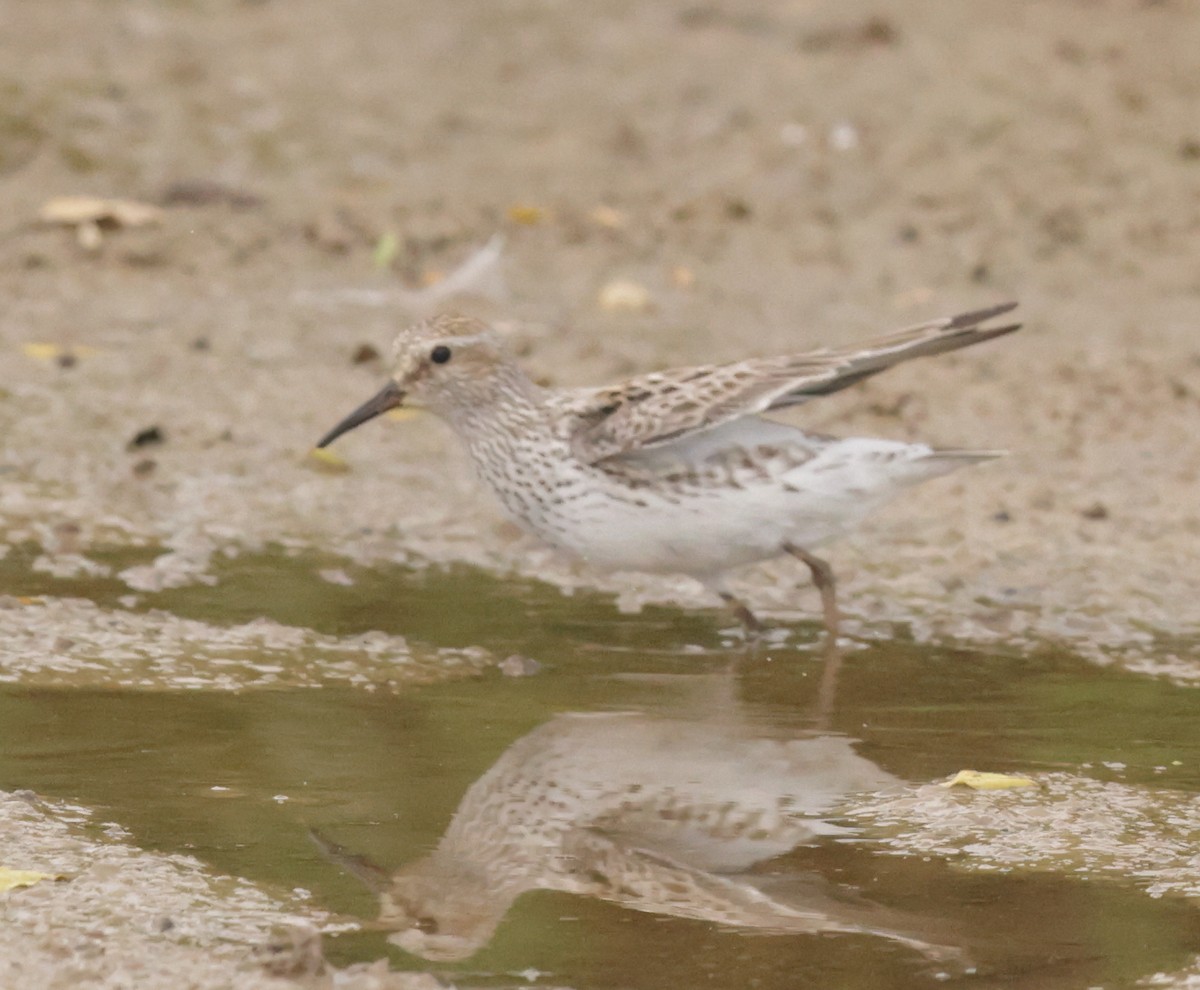 White-rumped Sandpiper - ML620260715