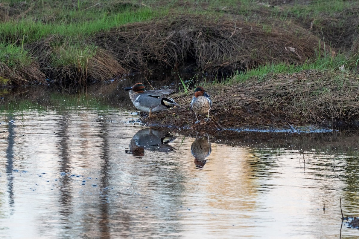 Green-winged Teal - ML620260716