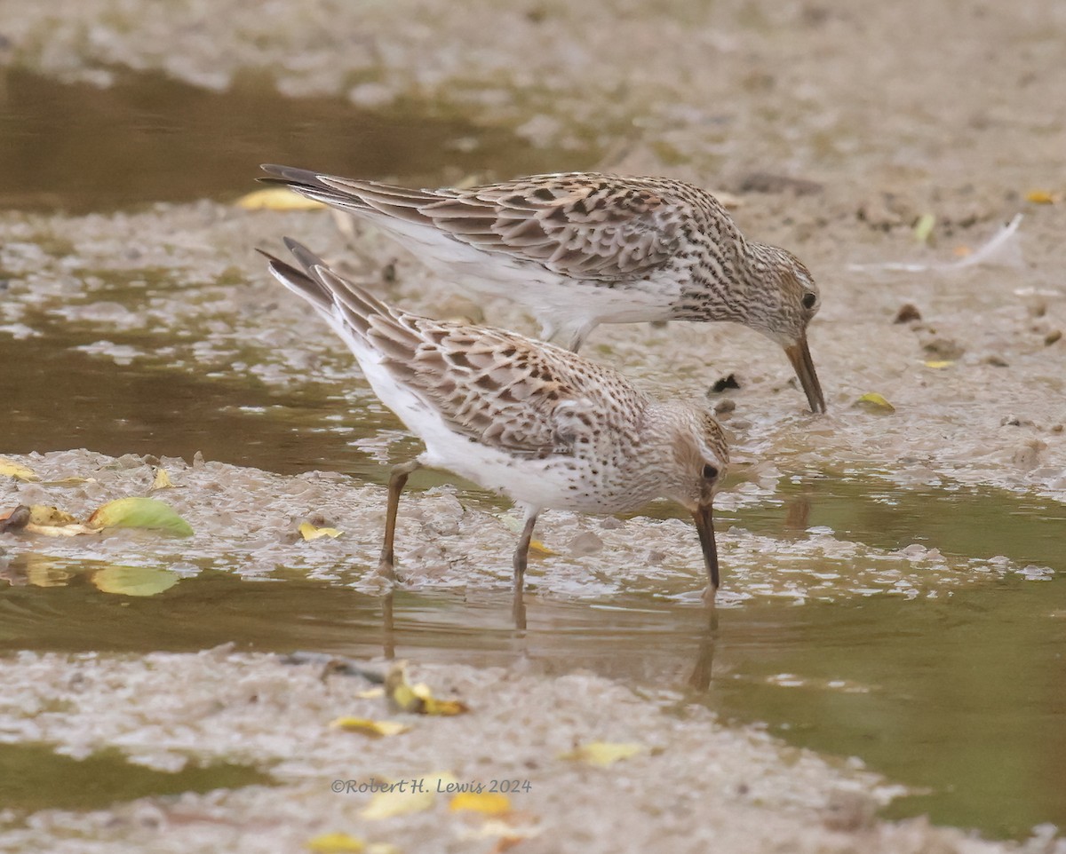 Weißbürzel-Strandläufer - ML620260717