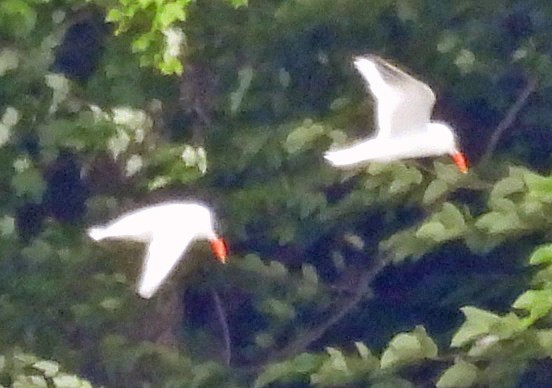 Caspian Tern - ML620260720