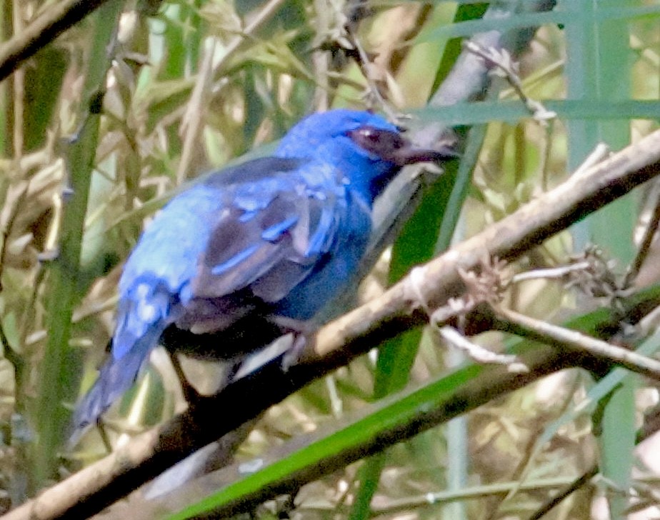 Blue Dacnis - ML620260721