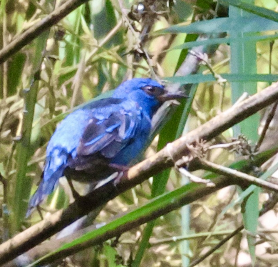 Blue Dacnis - ML620260722