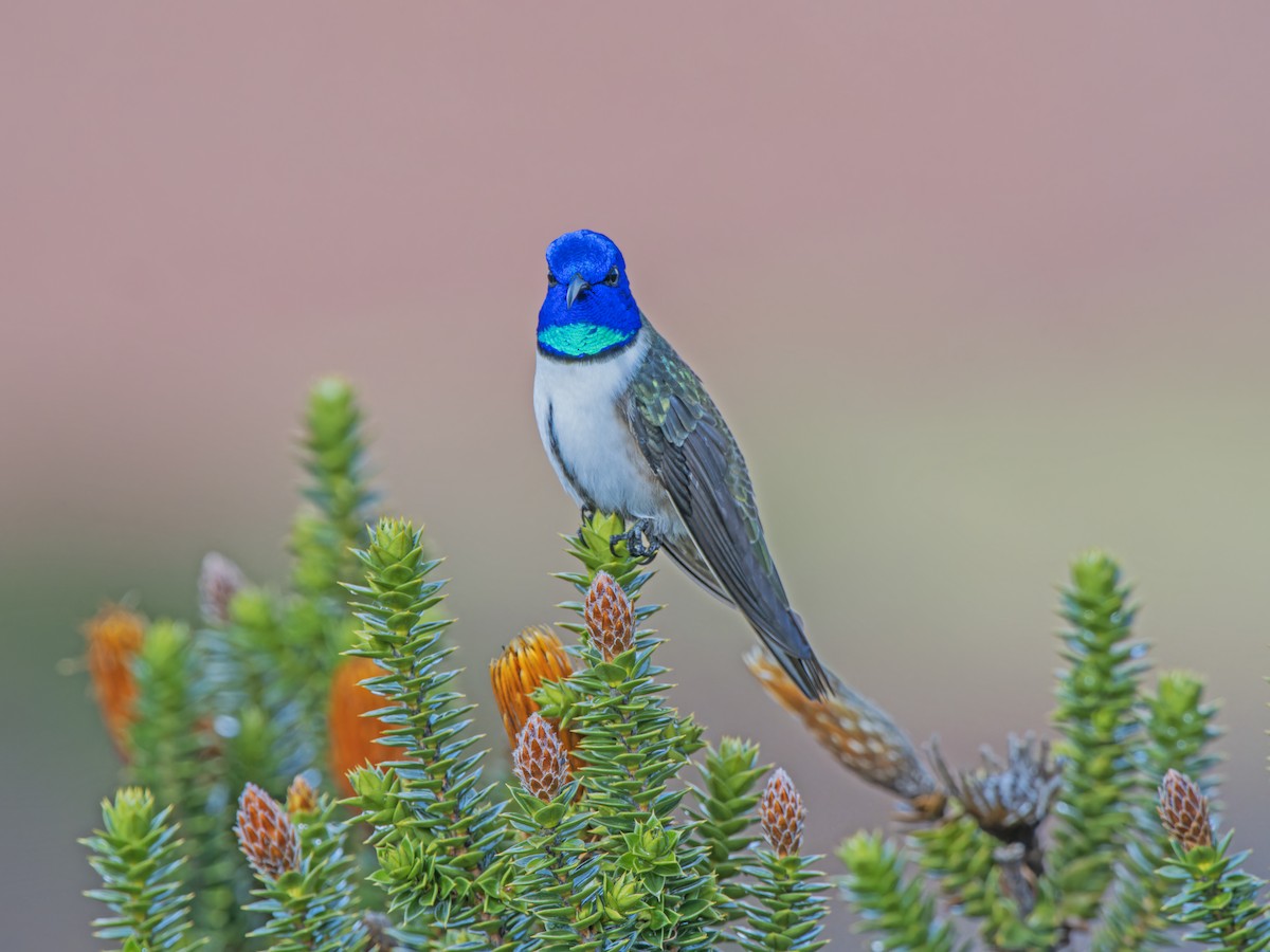 Colibrí del Chimborazo - ML620260727