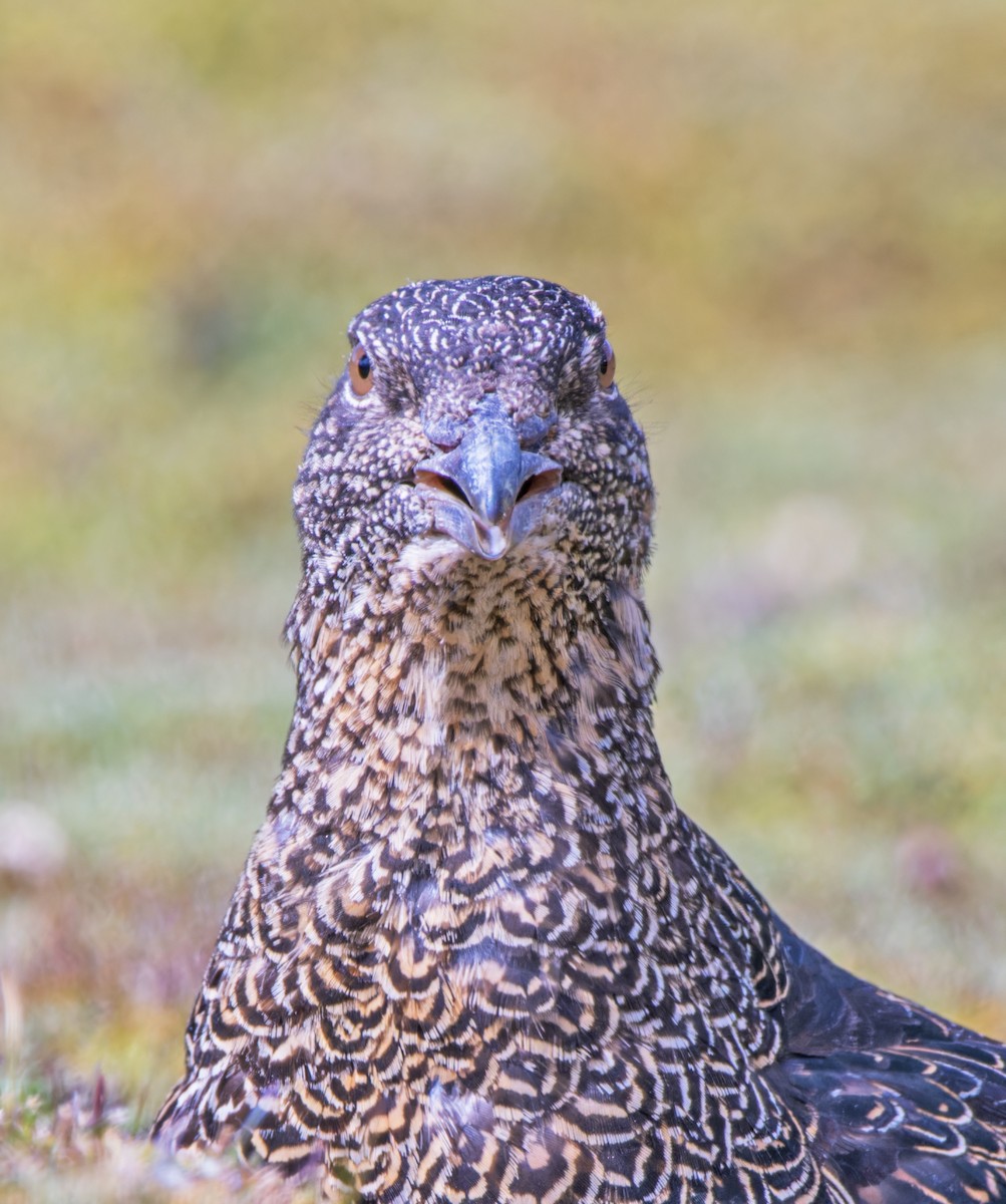 Rufous-bellied Seedsnipe - ML620260737