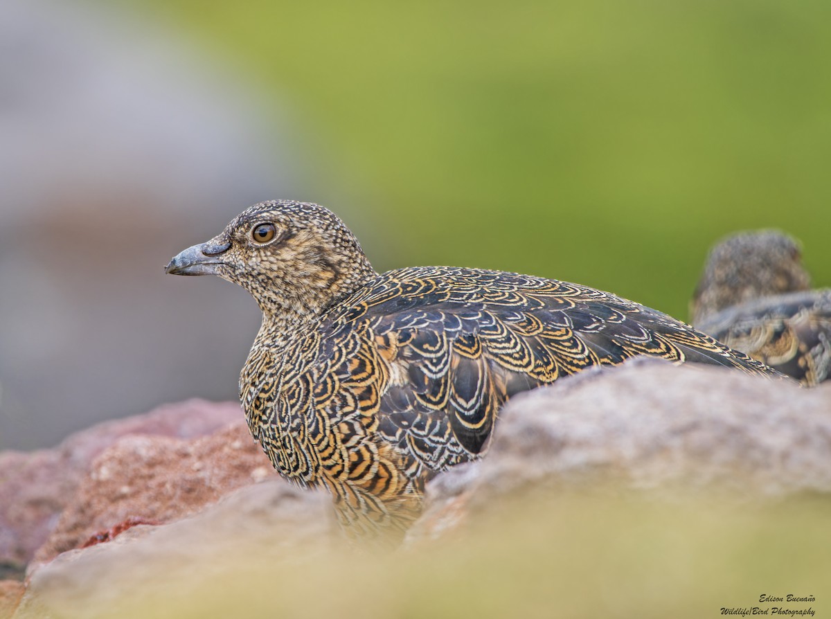 Rufous-bellied Seedsnipe - ML620260738