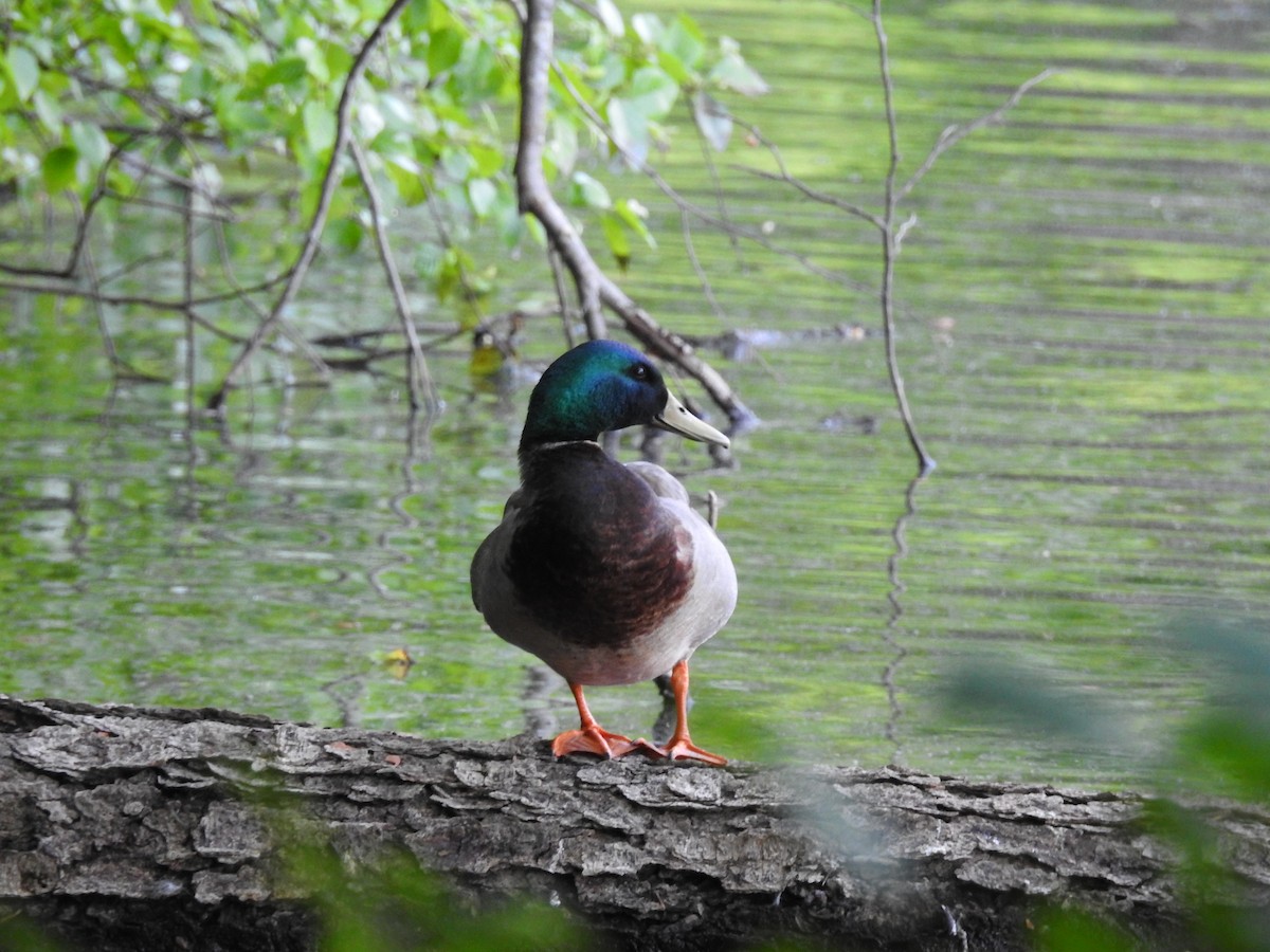 Canard colvert - ML620260749