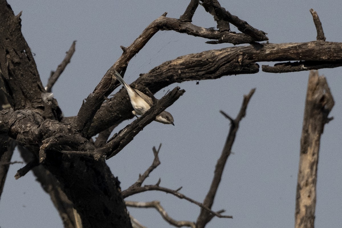 Lesser Whitethroat - ML620260753