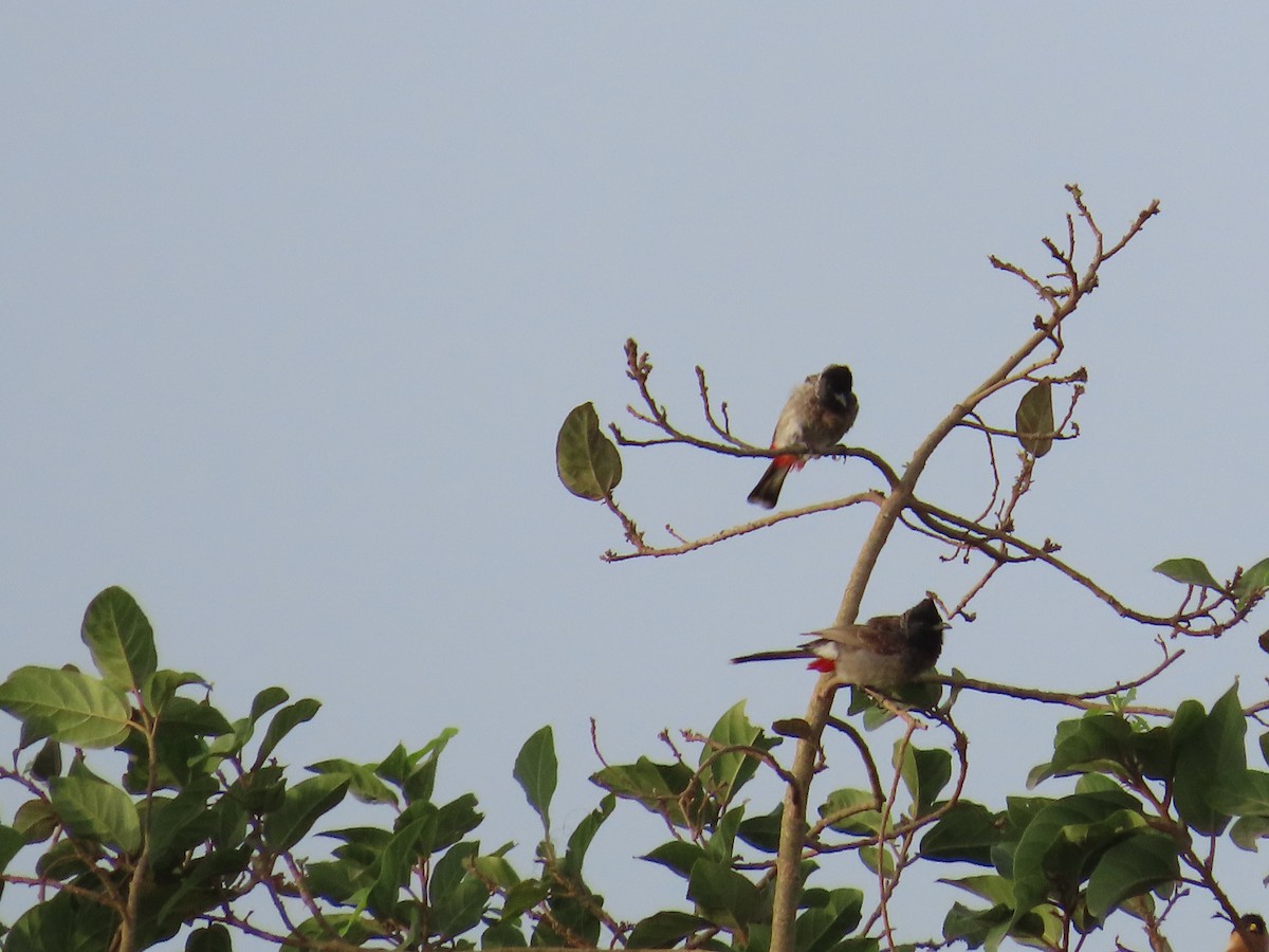 Red-vented Bulbul - ML620260756